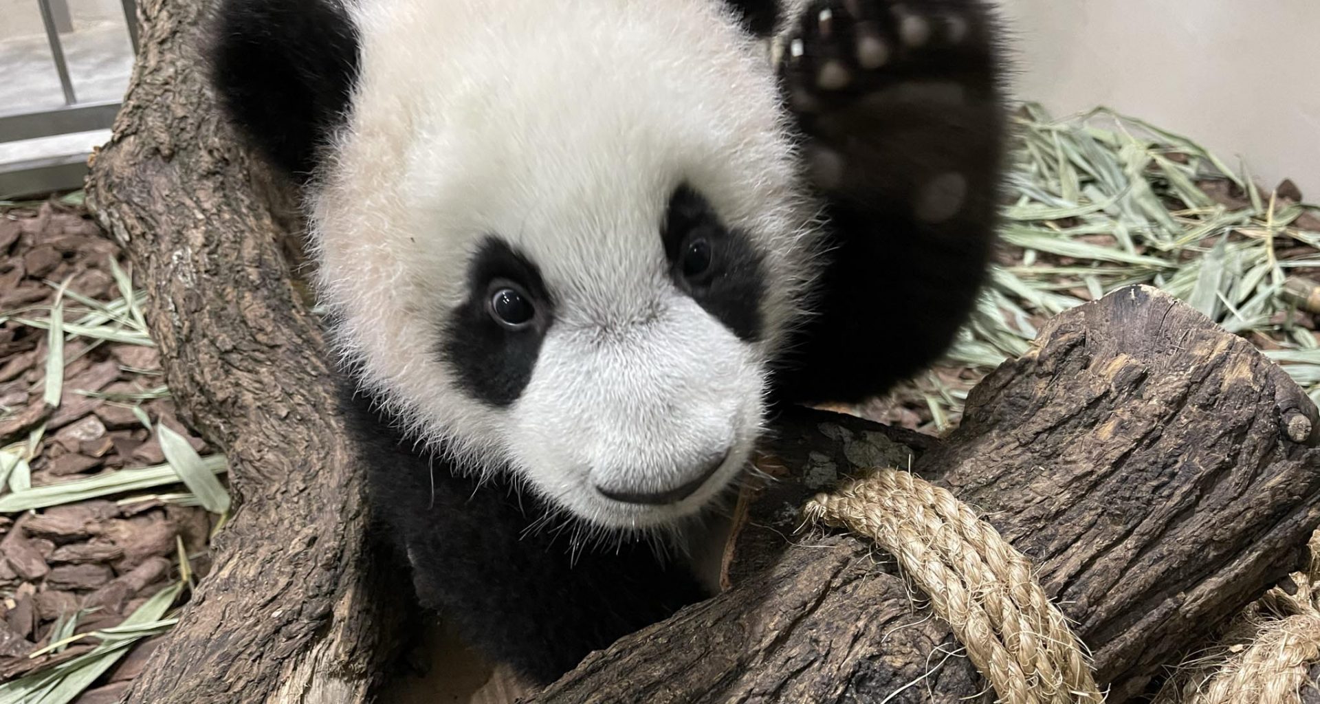 2021 was a bountiful year for Singapore Wildlife Parks; over 900 births and hatchings and arrival of new animals - Alvinology