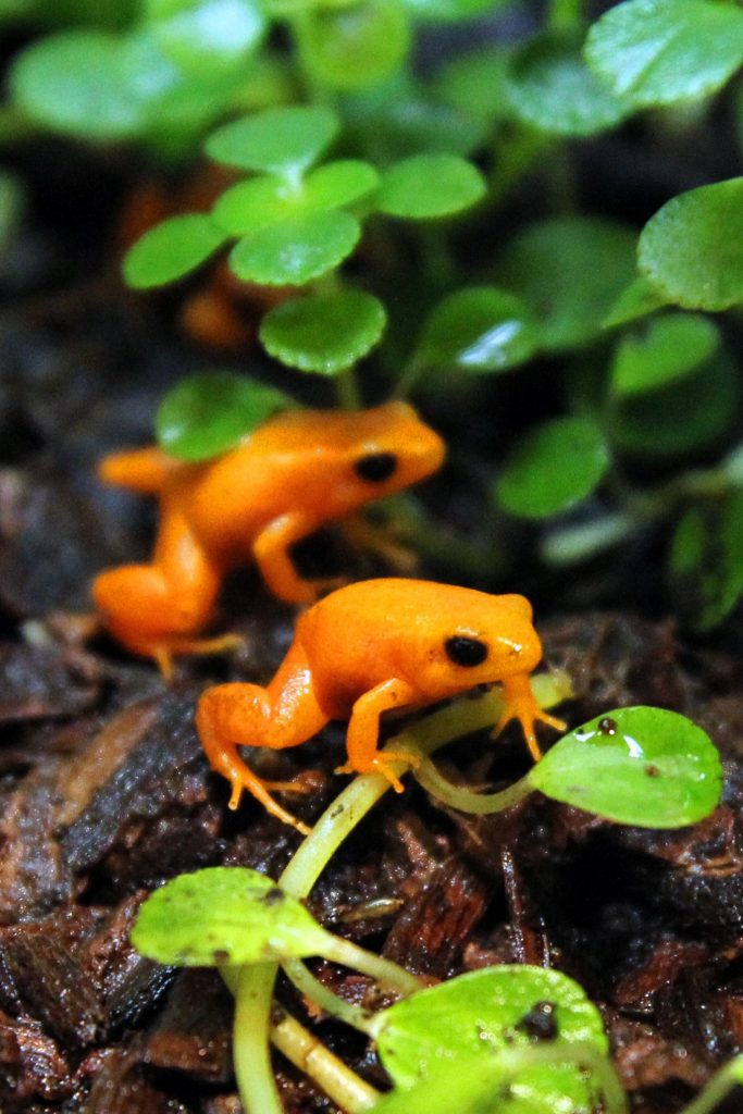 2021 was a bountiful year for Singapore Wildlife Parks; over 900 births and hatchings and arrival of new animals - Alvinology