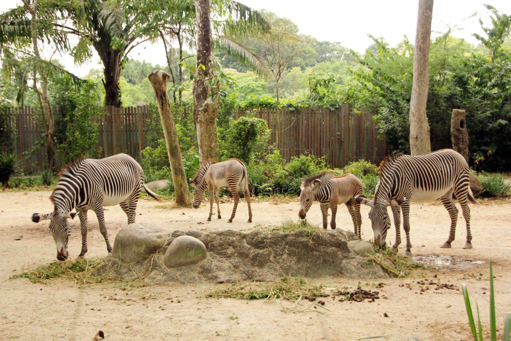 2021 was a bountiful year for Singapore Wildlife Parks; over 900 births and hatchings and arrival of new animals - Alvinology