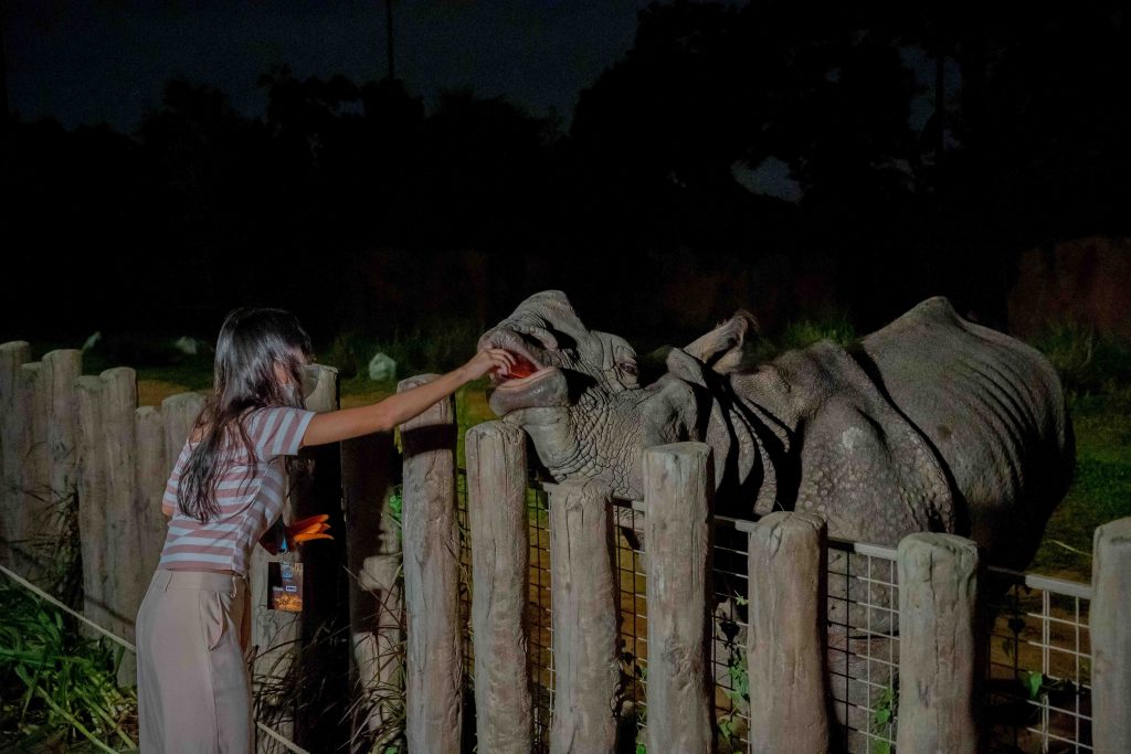 Night Safari offers new Feeding Sessions with Indian Rhinoceros; proceeds from the feedings Help fund conservation efforts - Alvinology