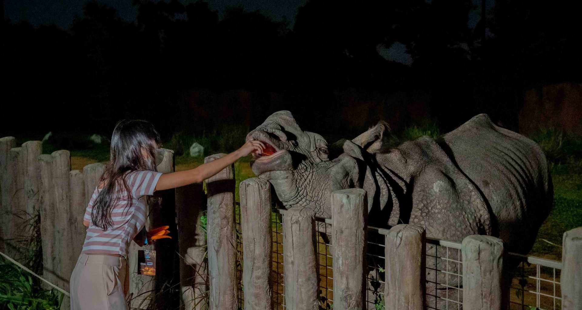 Night Safari offers new Feeding Sessions with Indian Rhinoceros; proceeds from the feedings Help fund conservation efforts - Alvinology