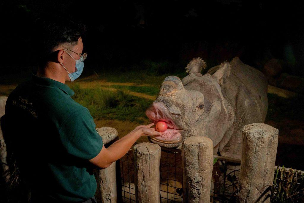 Night Safari offers new Feeding Sessions with Indian Rhinoceros; proceeds from the feedings Help fund conservation efforts - Alvinology