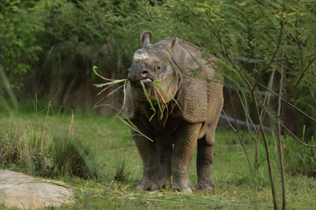 Night Safari offers new Feeding Sessions with Indian Rhinoceros; proceeds from the feedings Help fund conservation efforts - Alvinology