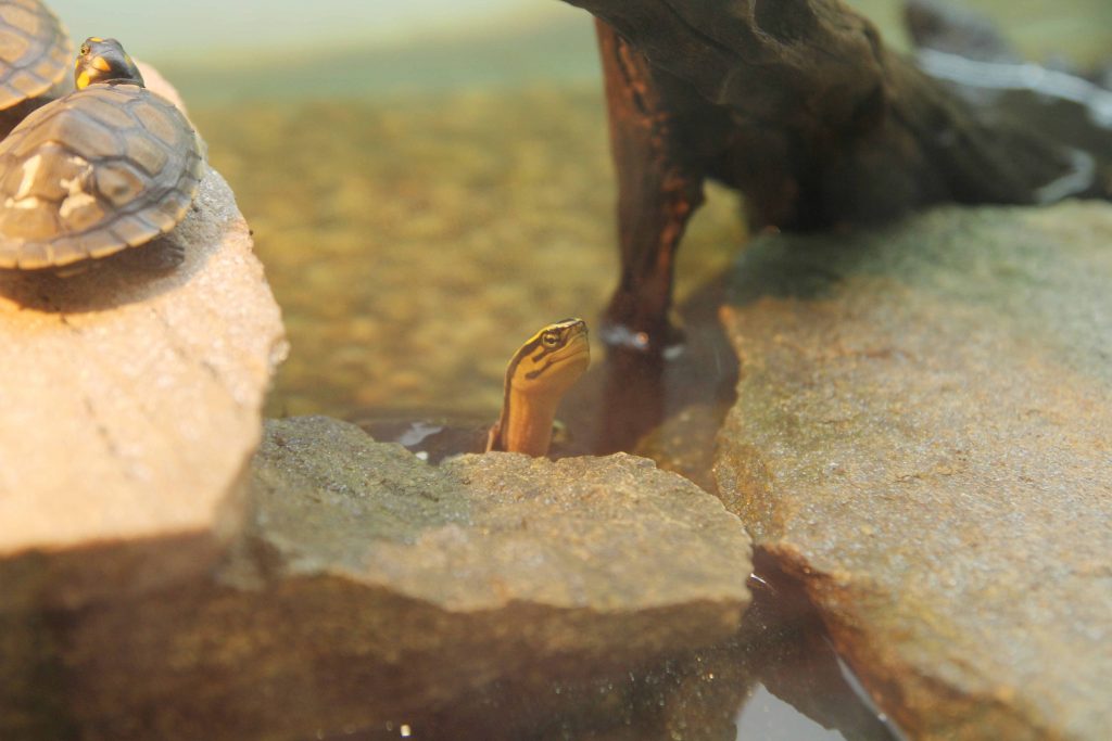 2021 was a bountiful year for Singapore Wildlife Parks; over 900 births and hatchings and arrival of new animals - Alvinology