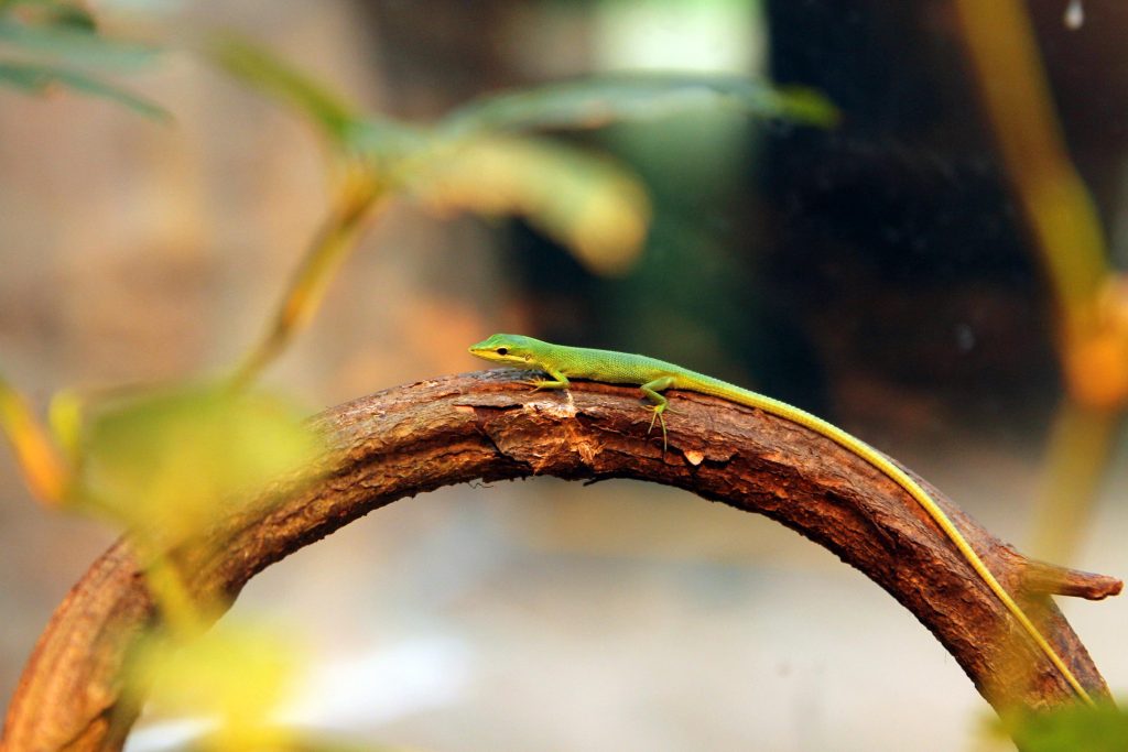 2021 was a bountiful year for Singapore Wildlife Parks; over 900 births and hatchings and arrival of new animals - Alvinology