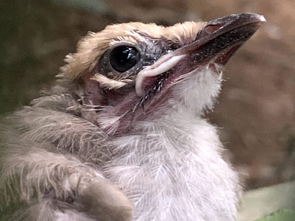 2021 was a bountiful year for Singapore Wildlife Parks; over 900 births and hatchings and arrival of new animals - Alvinology