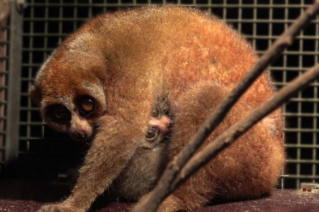 2021 was a bountiful year for Singapore Wildlife Parks; over 900 births and hatchings and arrival of new animals - Alvinology