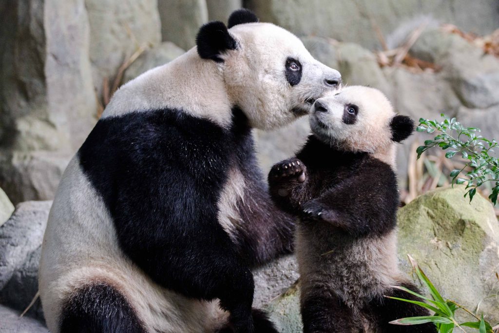 Le Le, Singapore’s first Giant Panda cub finally graduates from nursery to join his mom in the main exhibit - Alvinology