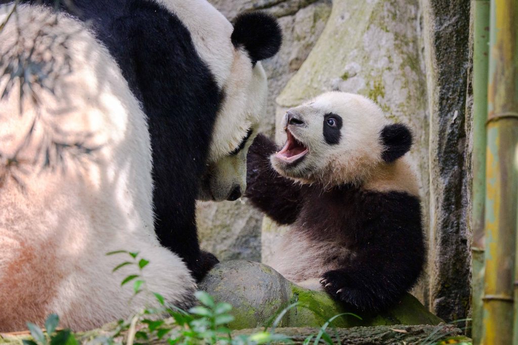 Le Le, Singapore’s first Giant Panda cub finally graduates from nursery to join his mom in the main exhibit - Alvinology