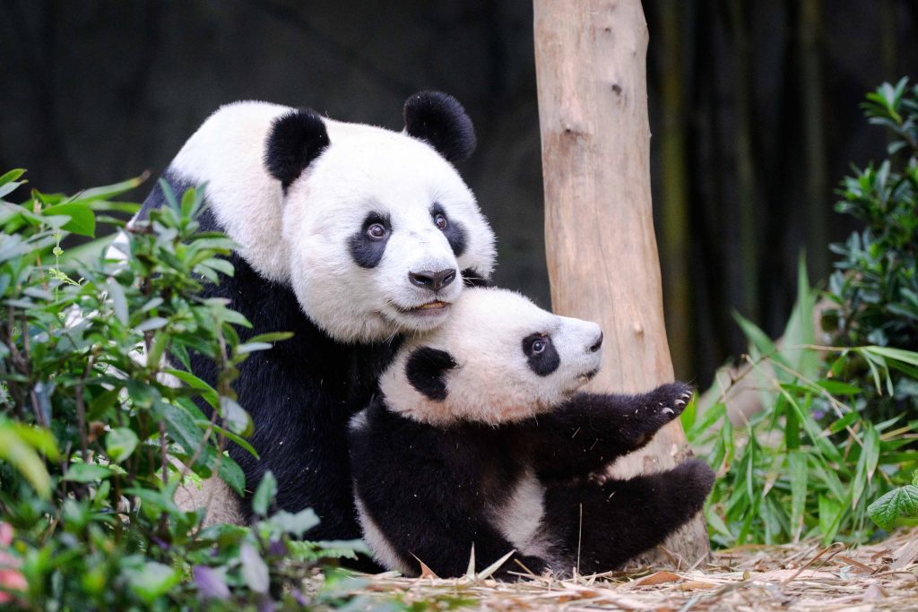 Le Le, Singapore’s first Giant Panda cub finally graduates from nursery to join his mom in the main exhibit - Alvinology