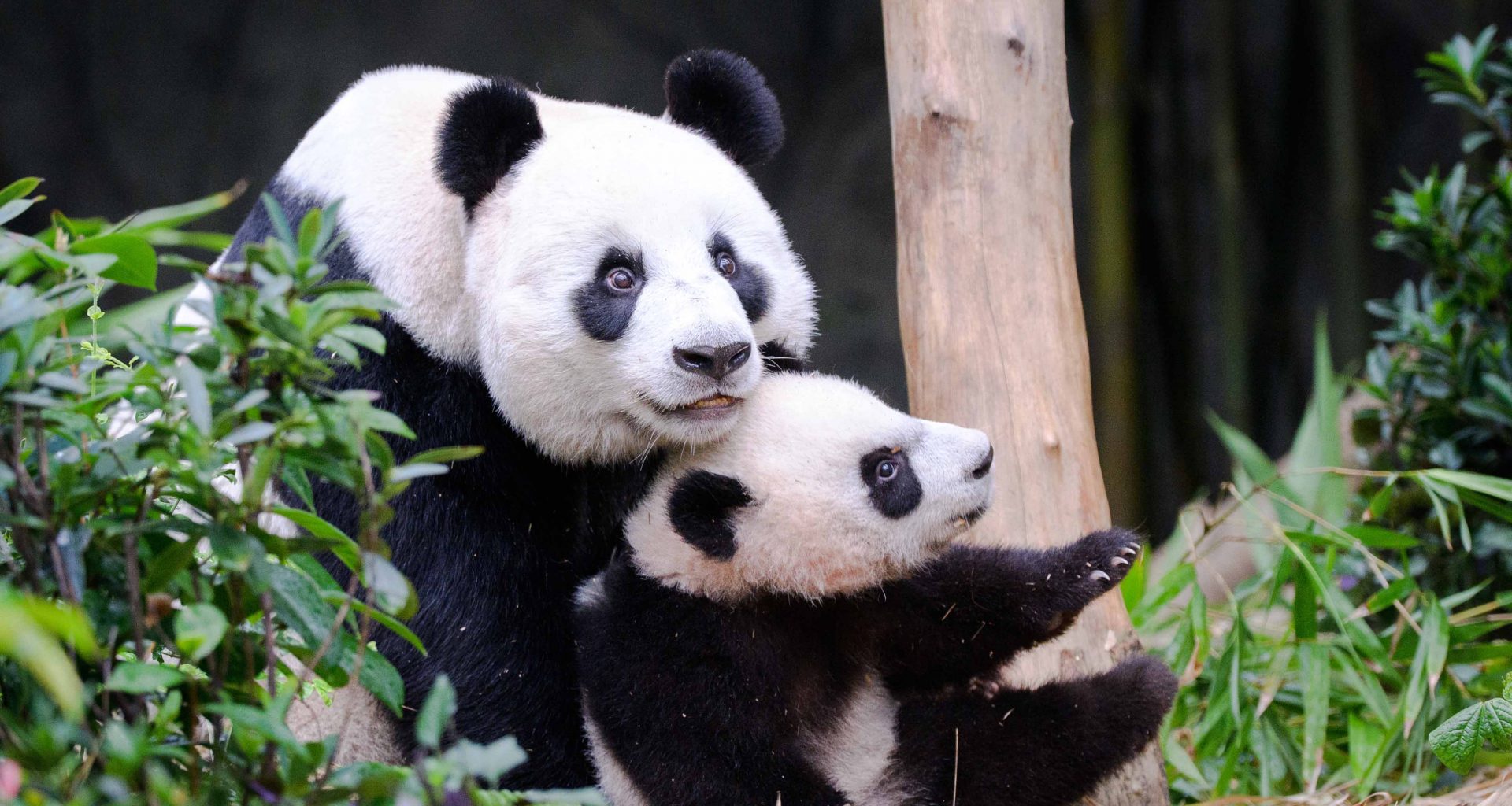 Le Le, Singapore’s first Giant Panda cub finally graduates from nursery to join his mom in the main exhibit - Alvinology