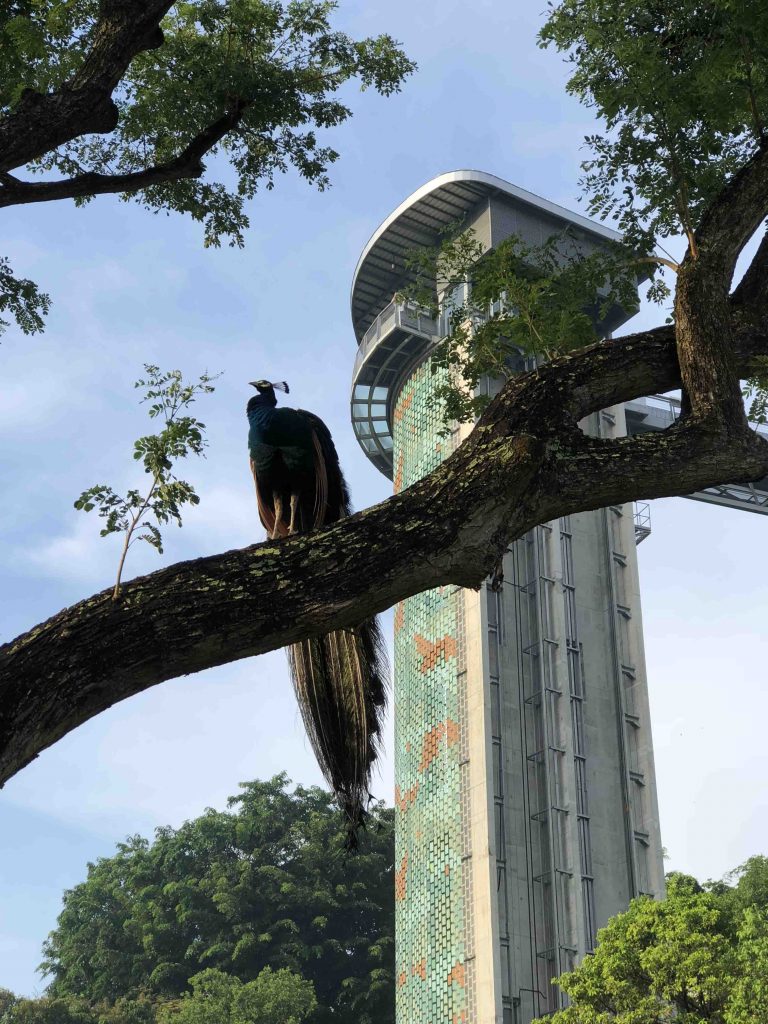 These 22 Fun Facts about Sentosa will surely Blow Your Mind! - Alvinology