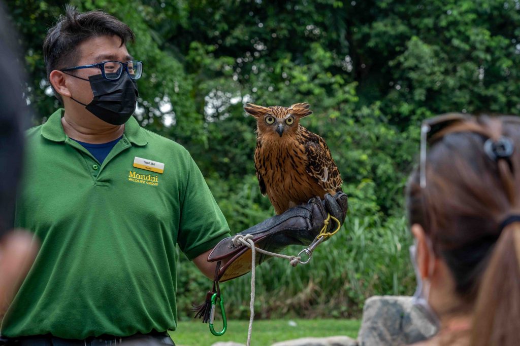Spend a wild overnight Staycation with flamingos and manatees with Mandai Wildlife Group’s 2022 Staycation Packages - Alvinology