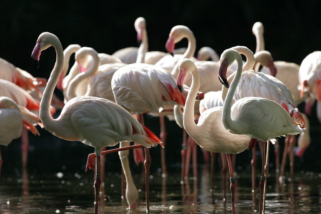 Spend a wild overnight Staycation with flamingos and manatees with Mandai Wildlife Group’s 2022 Staycation Packages - Alvinology
