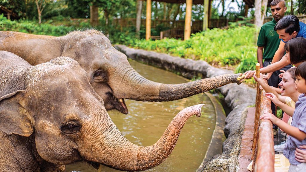 Spend a wild overnight Staycation with flamingos and manatees with Mandai Wildlife Group’s 2022 Staycation Packages - Alvinology