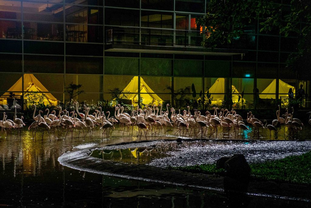Spend a wild overnight Staycation with flamingos and manatees with Mandai Wildlife Group’s 2022 Staycation Packages - Alvinology