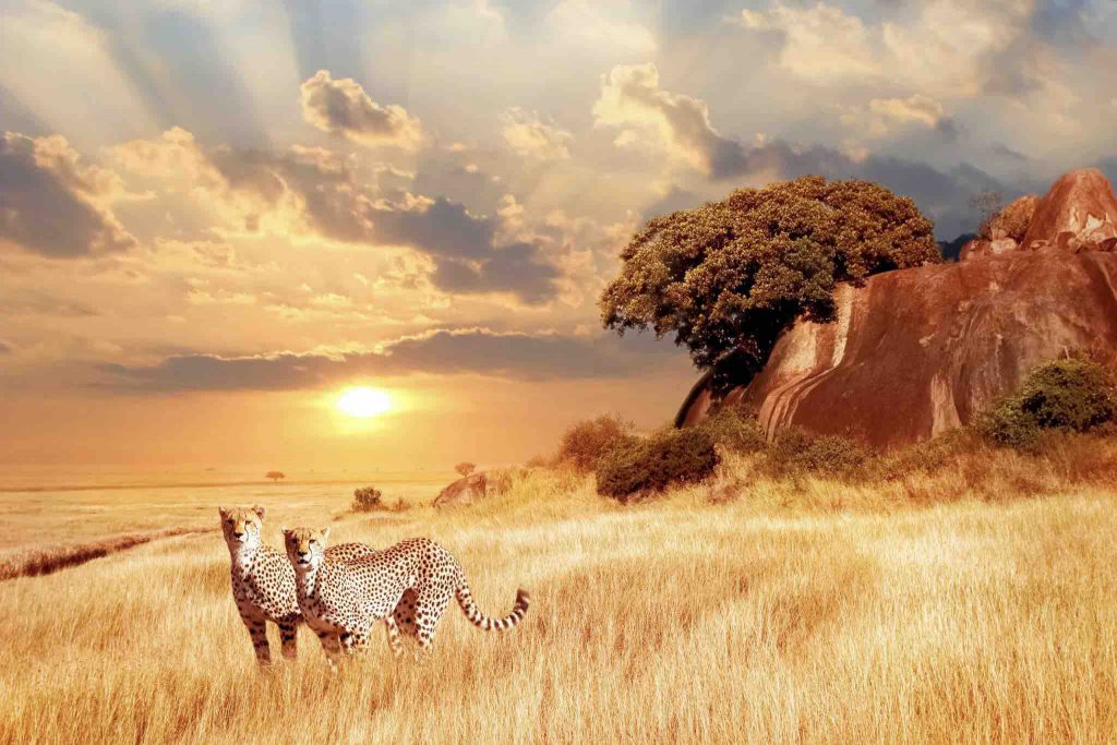 Kenya Holidays from Nigeria - How to Plan the Best Trip Kenya Holidays from Nigeria - How to Plan the Best Trip - Alvinology