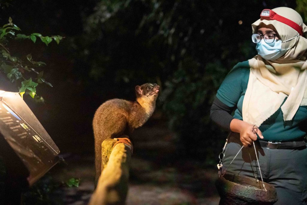 Singapore Night Safari opens new walk-in Civet Exhibit and houses two more unique nocturnal species - Alvinology
