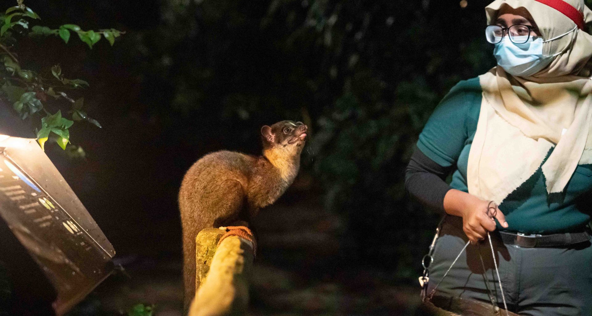 Singapore Night Safari opens new walk-in Civet Exhibit and houses two more unique nocturnal species - Alvinology