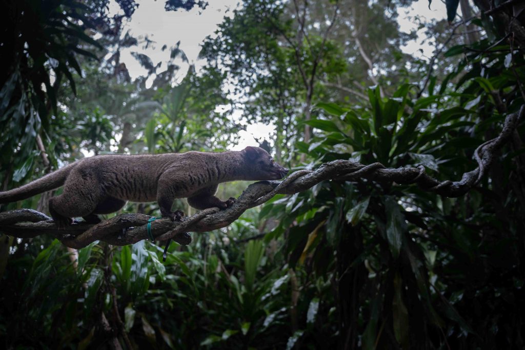 Singapore Night Safari opens new walk-in Civet Exhibit and houses two more unique nocturnal species - Alvinology