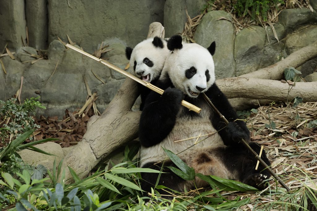Le Le, Singapore’s first Giant Panda Cub is turning One this August and readies to play with panda-themed activities! - Alvinology