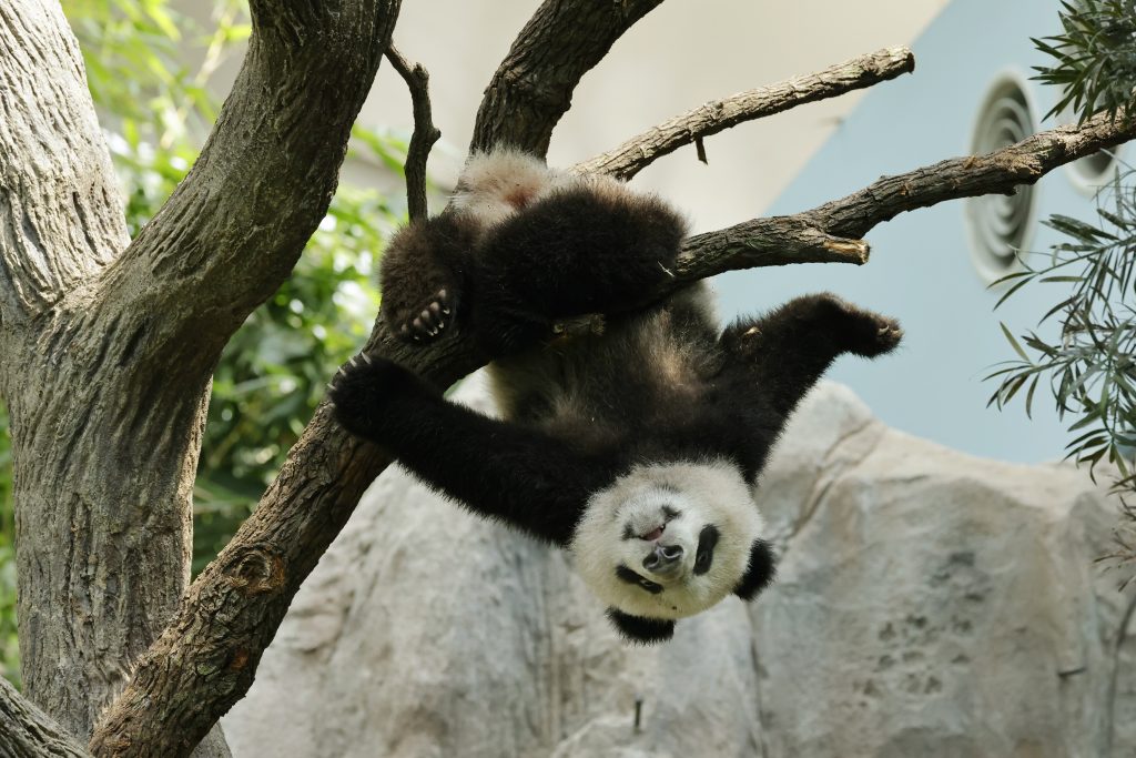 Le Le, Singapore’s first Giant Panda Cub is turning One this August and readies to play with panda-themed activities! - Alvinology
