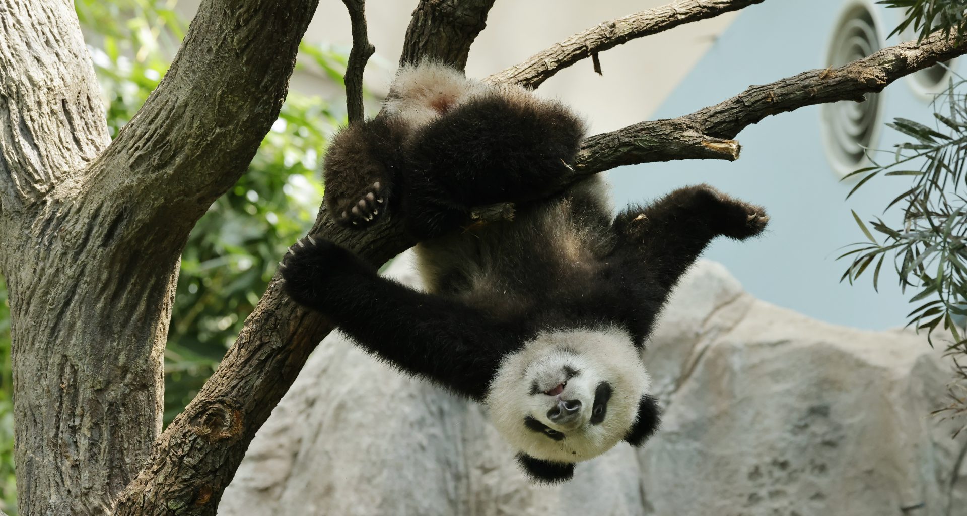Le Le, Singapore’s first Giant Panda Cub is turning One this August and readies to play with panda-themed activities! - Alvinology