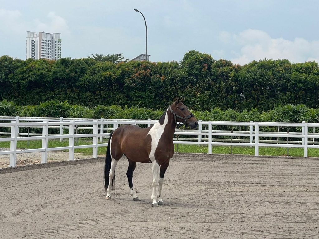 Singapore Turf Club Riding Centre welcomes Colts Polo & Riding offering more fun experience and services Singapore Turf Club Riding Centre welcomes Colts Polo & Riding offering more fun experience and services - Alvinology