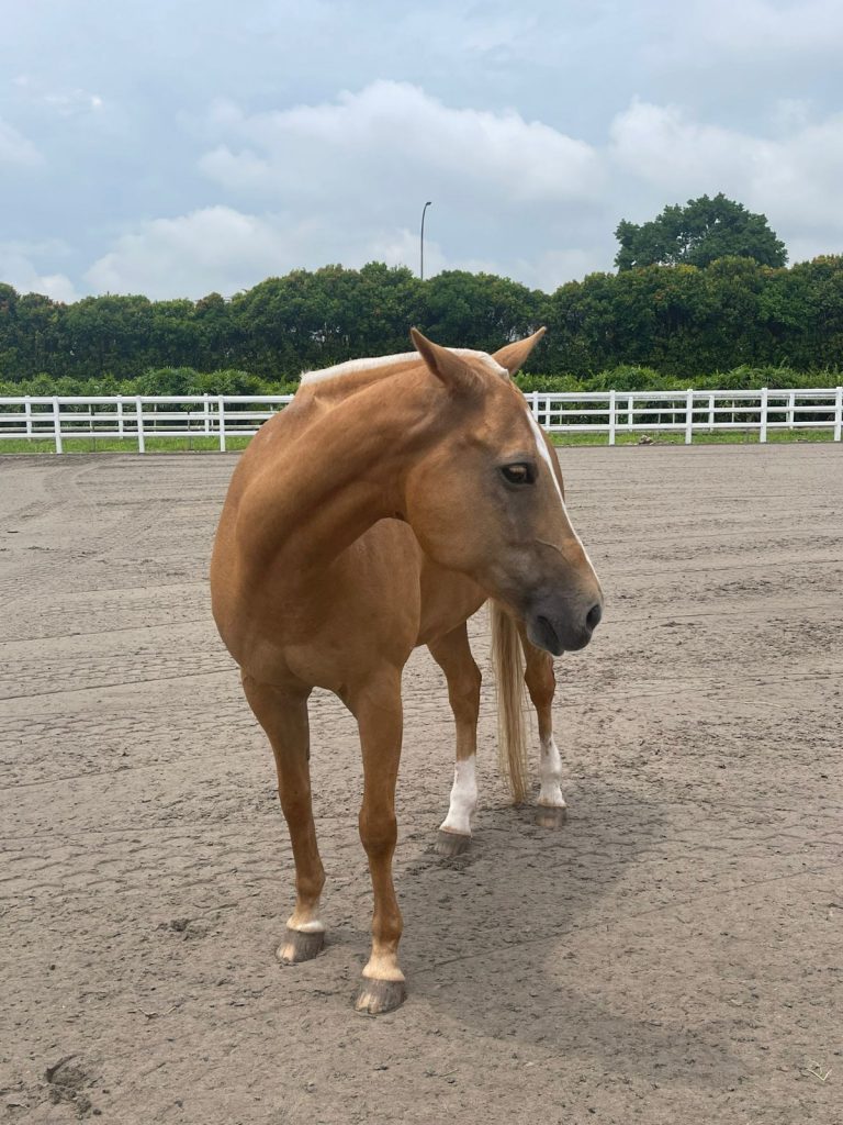 Singapore Turf Club Riding Centre welcomes Colts Polo & Riding offering more fun experience and services Singapore Turf Club Riding Centre welcomes Colts Polo & Riding offering more fun experience and services - Alvinology