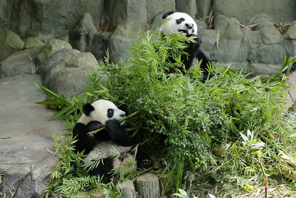 Giant Panda cub ‘Le Le’ showcases new repertoire of skills on his first birthday - Alvinology