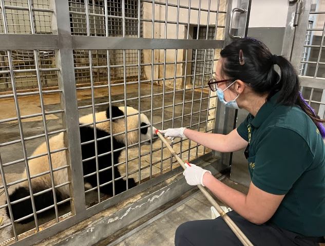 Giant Panda cub ‘Le Le’ showcases new repertoire of skills on his first birthday Giant Panda cub ‘Le Le’ showcases new repertoire of skills on his first birthday - Alvinology