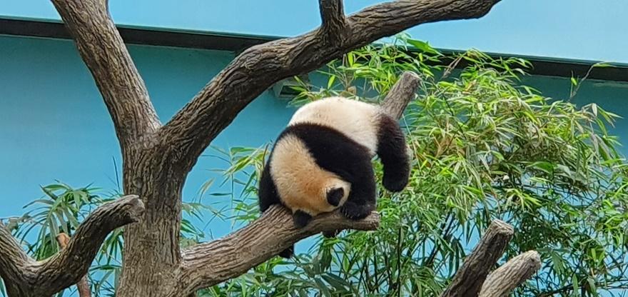 Giant Panda cub ‘Le Le’ showcases new repertoire of skills on his first birthday Giant Panda cub ‘Le Le’ showcases new repertoire of skills on his first birthday - Alvinology