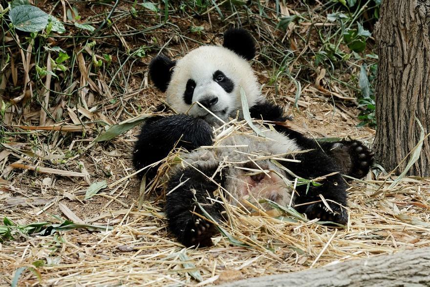 Giant Panda cub ‘Le Le’ showcases new repertoire of skills on his first birthday Giant Panda cub ‘Le Le’ showcases new repertoire of skills on his first birthday - Alvinology