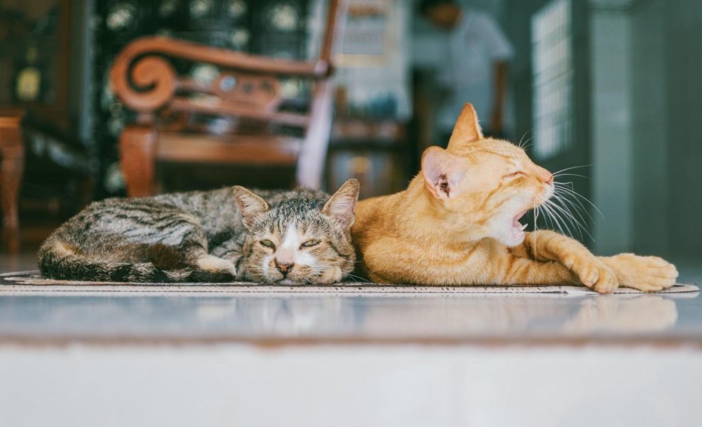 10 Foods you should never give to your Cat - Alvinology