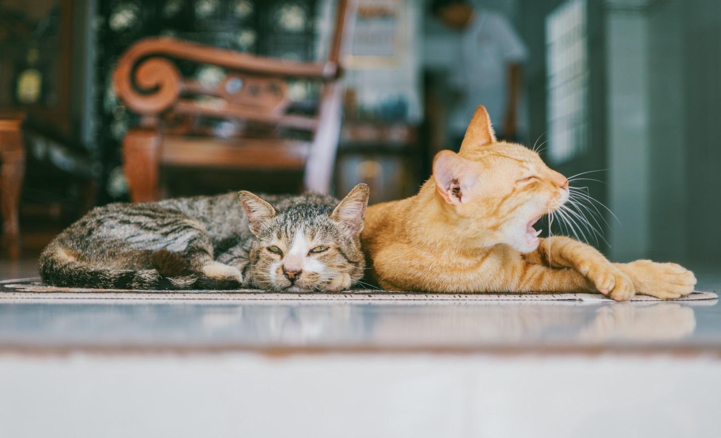 10 Foods you should never give to your Cat - Alvinology