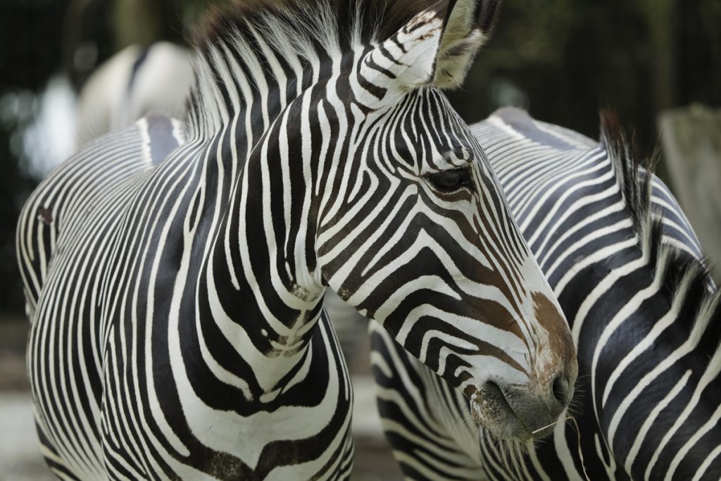 Mandai Wildlife Group’s year-end festivities will focus on the beauty of black and white; come dressed in monochrome and be rewarded! - Alvinology