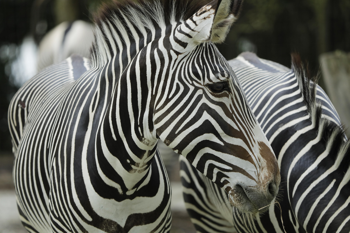 Mandai Wildlife Group’s year-end festivities will focus on the beauty of black and white; come dressed in monochrome and be rewarded! - Alvinology