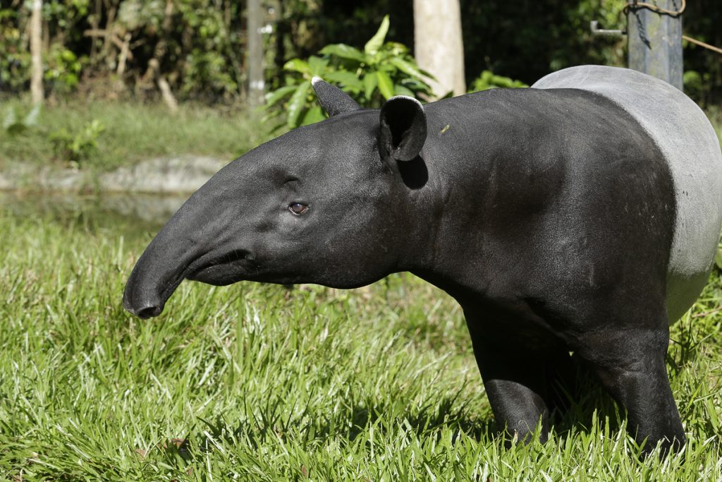 Mandai Wildlife Group’s year-end festivities will focus on the beauty of black and white; come dressed in monochrome and be rewarded! - Alvinology