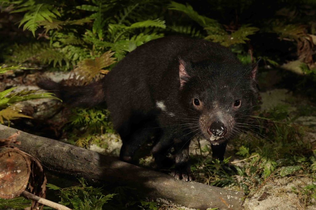 Singapore Night Safari welcomes Singapore’s first 4 Tasmanian Devils namely Crumpet, Snickers, Jesse, and Panini - Alvinology