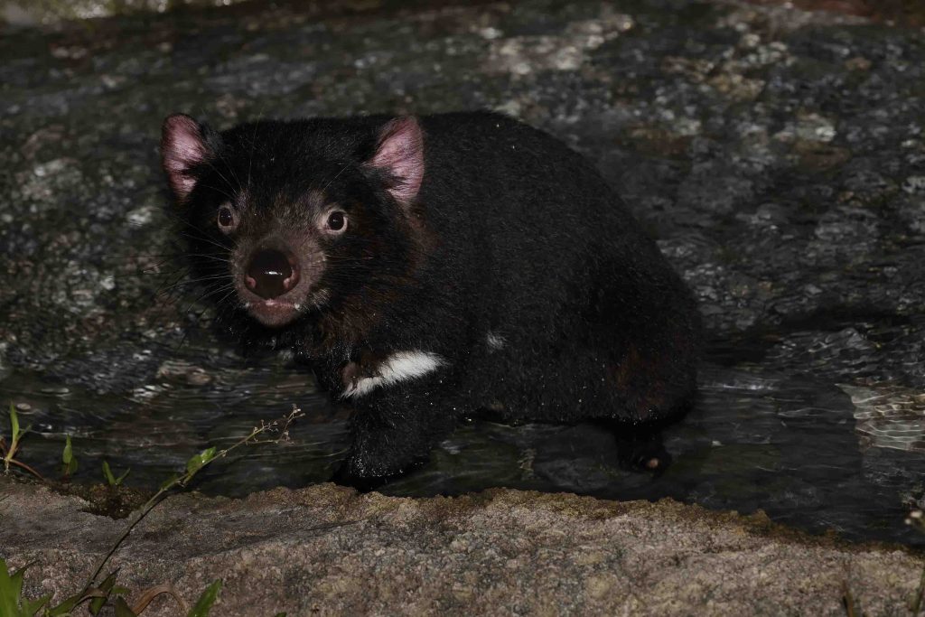 Singapore Night Safari welcomes Singapore’s first 4 Tasmanian Devils namely Crumpet, Snickers, Jesse, and Panini - Alvinology