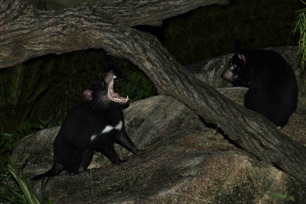 Singapore Night Safari welcomes Singapore’s first 4 Tasmanian Devils namely Crumpet, Snickers, Jesse, and Panini - Alvinology