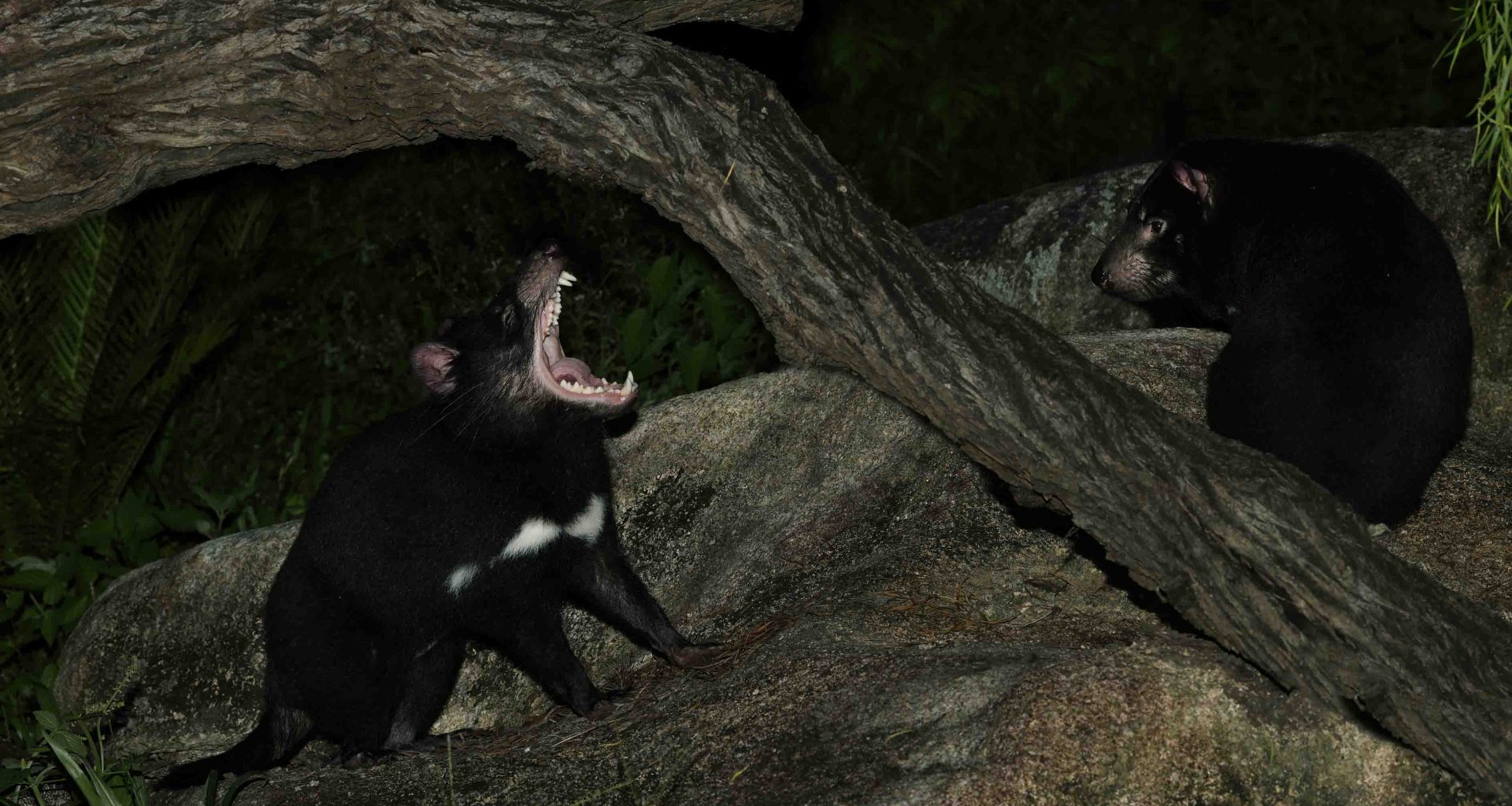 Singapore Night Safari welcomes Singapore’s first 4 Tasmanian Devils namely Crumpet, Snickers, Jesse, and Panini - Alvinology