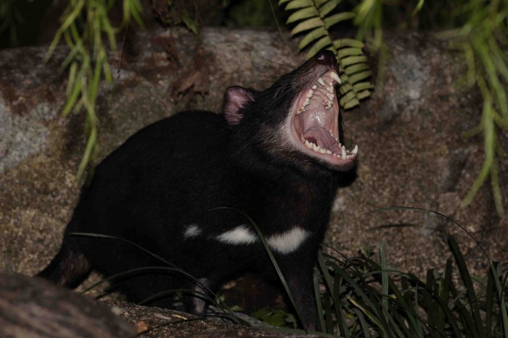 Singapore Night Safari welcomes Singapore’s first 4 Tasmanian Devils namely Crumpet, Snickers, Jesse, and Panini - Alvinology