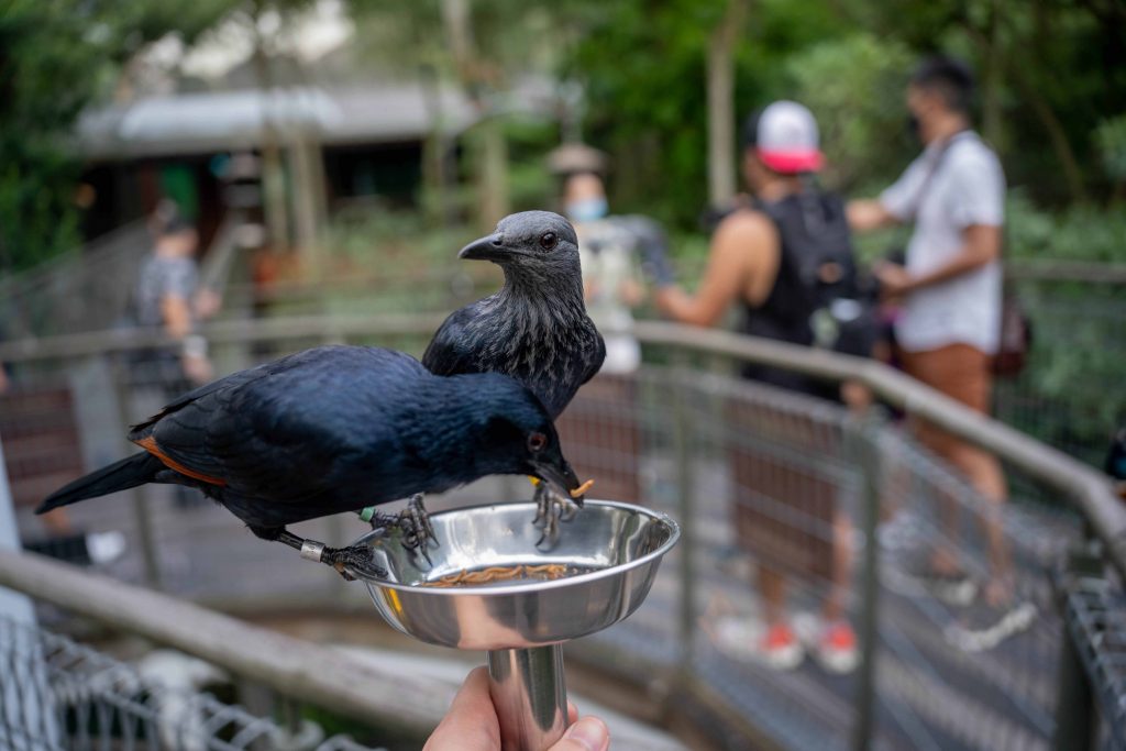 Jurong Bird Park ticket is now only $10! Last hurrah before its final day of operations on 3 January 2023 - Alvinology