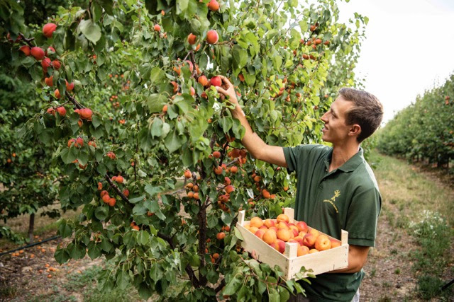 Austria is the perfect destination for foodies with culinary trails that will leave you spoilt for choice - Alvinology