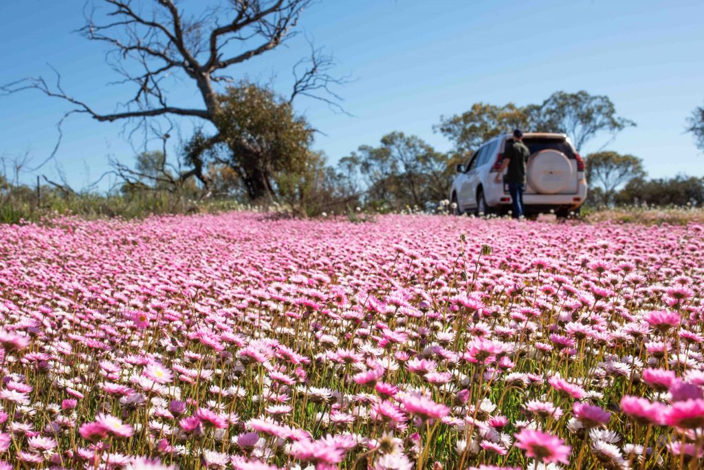 10 Reasons why Singaporeans are choosing Western Australia over other destinations - Alvinology