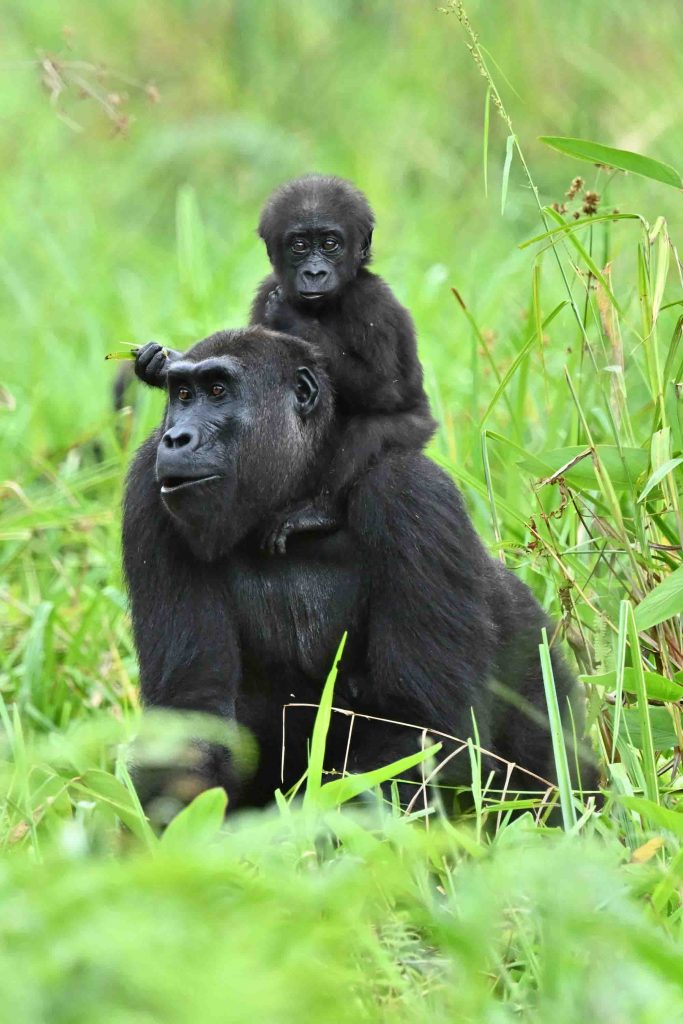 Gabon of Central Africa truly is the “The Last Eden” on Earth and here are photos to prove it Gabon of Central Africa truly is the “The Last Eden” on Earth and here are photos to prove it - Alvinology