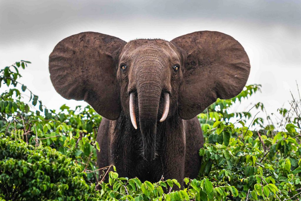 Gabon of Central Africa truly is the “The Last Eden” on Earth and here are photos to prove it - Alvinology