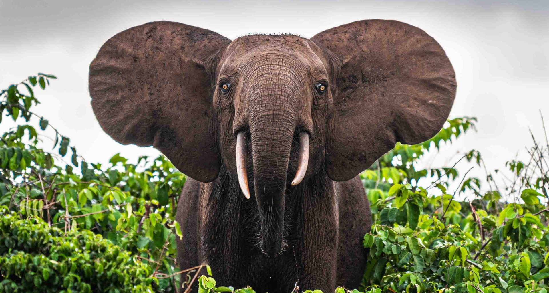 Gabon of Central Africa truly is the “The Last Eden” on Earth and here are photos to prove it - Alvinology