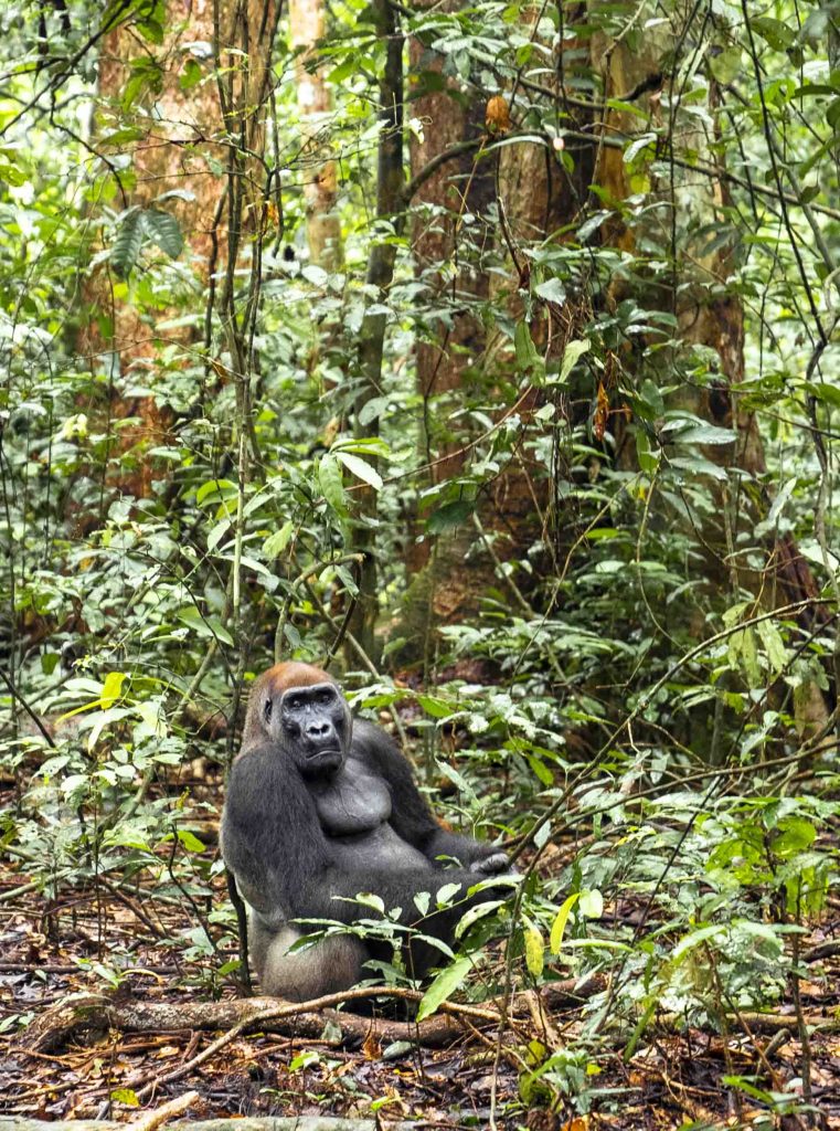 Gabon of Central Africa truly is the “The Last Eden” on Earth and here are photos to prove it Gabon of Central Africa truly is the “The Last Eden” on Earth and here are photos to prove it - Alvinology